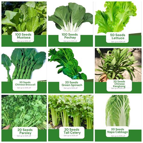 All in 9 in 1 Pack Binhi Pantanim Mustasa, Pechay, Lettuce, Chinese Brocolli, Spinach, Kangkong ...