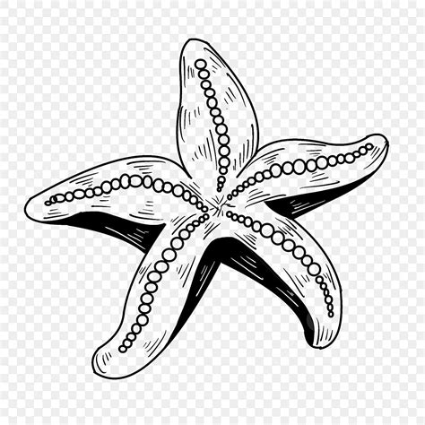 Starfish Black And White Drawing