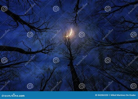 Horror forest at night stock photo. Image of scary, darkness - 84286328