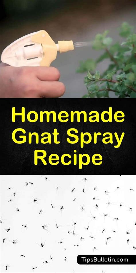 Homemade Gnat Spray Recipe