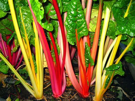 Swiss Chard cold hardiness research - Susan's in the Garden