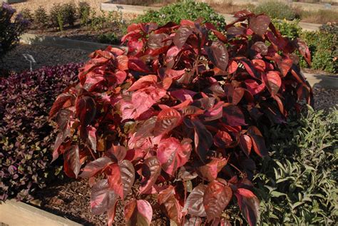 Acalypha wilkesiana (Cooperleaf, Copperleaf, Copper Plant, Jacob's Coat, Lance Copperleaf ...