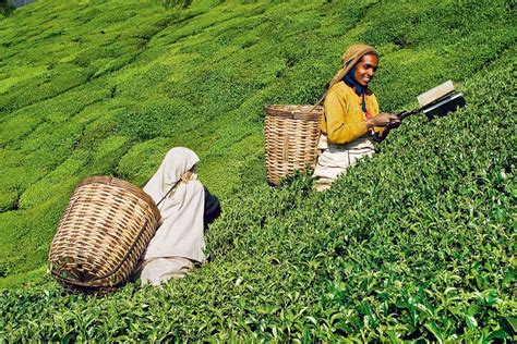 Tea Tasting in Coonoor - Climate & Weather in the Nilgiris