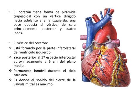 Anatomia Del Corazon