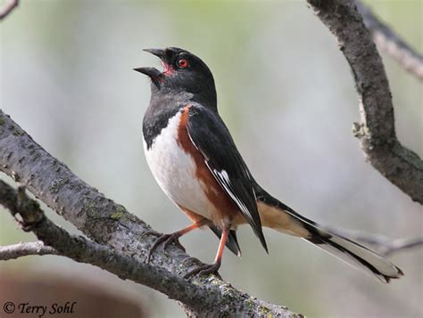 Eastern Towhee - South Dakota Birds and Birding