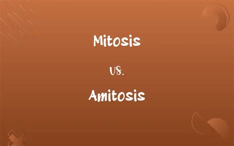 Mitosis vs. Amitosis: Know the Difference