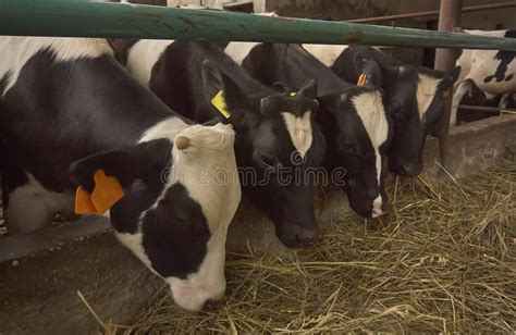 Breeding of Calves and Cows Battery Stock Photo - Image of stable, cows ...