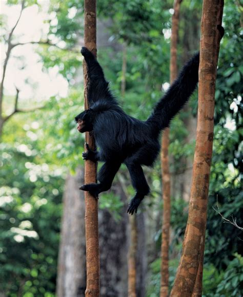 Spider monkey | Primate Behavior & Adaptations | Britannica