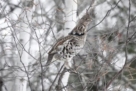 eBird Checklist - 2 Dec 2022 - Sax-Zim Bog - 24 species