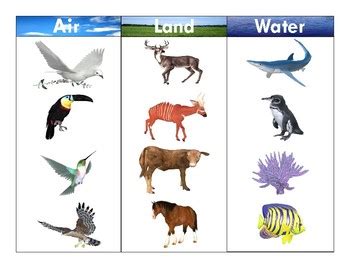 Air-Land-Water Animals:Realistic Clipart-Three Part Card Set 2 | TpT