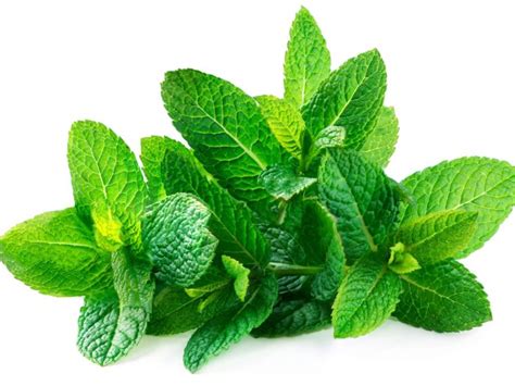 Mint Leaf/पुदीना पता : its Benefits, Nutrition,& why best for our Body