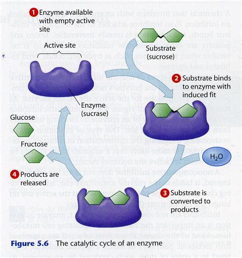 Enzymes, DNA and Protein Synthesis - AICE Biology