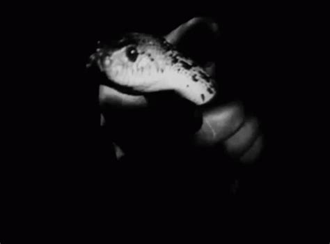 Snake Hiss GIF – Snake Hiss Serpiente – discover and share GIFs