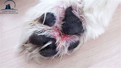 Veterinary Services in Kingston: What to Know About Canine Paw Pad Injuries? | Dog allergies ...