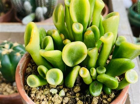 Crassula Ovata Gollum (Shrek’s Ears) Care and Propagation - FloraLiving