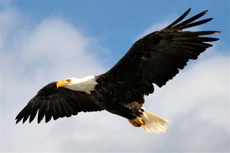 Bald Eagle | National Bird