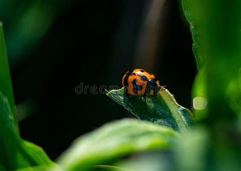 Lady Bug Walk on Green Leaf Stock Photo - Image of walk, insect: 227455072