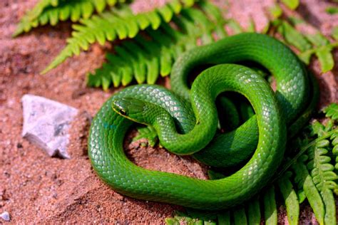 Smooth Green Snake Facts and Pictures | Reptile Fact