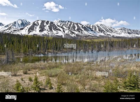 Boreal coniferous forest hi-res stock photography and images - Alamy