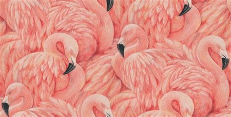 🔥 [60+] Pink Flamingo Wallpapers | WallpaperSafari