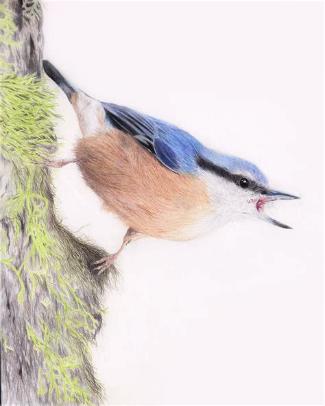 Nuthatch Drawing in coloured pencil by Gemma Whelbourn