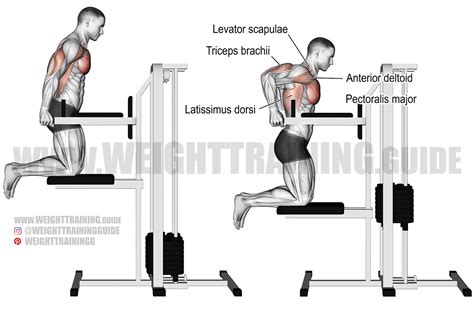 Machine-assisted triceps dip exercise instructions and video