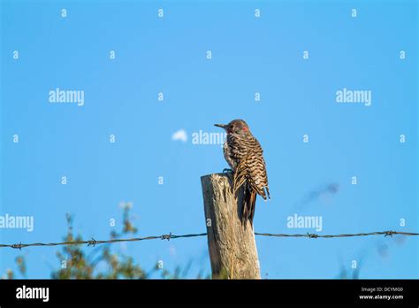 Northern flicker bird hi-res stock photography and images - Alamy