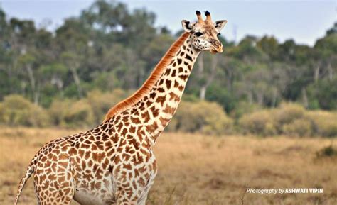 One of Africa’s most threatened land mammals, the giraffe continues to ...