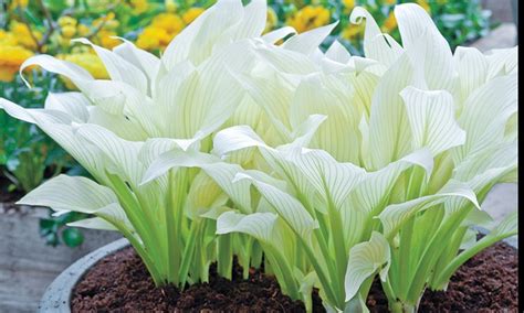 White feather hosta | The Gardener's Shed