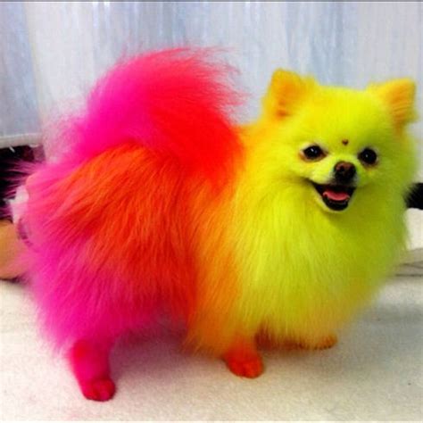 Top Performance dog pet hair dye Orange blue purple red yellow Show Grooming | Dyed dog ...