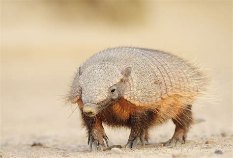 Wildlife of Patagonia - Country Walkers