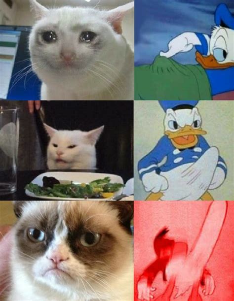 Best Of Funniest Grumpy Cat Memes