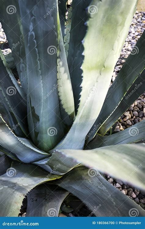 Giant Aloe Vera Plant Growing Outdoor Stock Photo - Image of ...