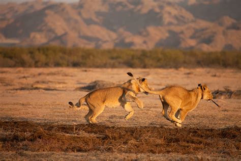 Vanishing Kings: Desert Lions Of Namib - National Geographic - Your favourite shows