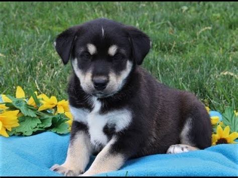 How Much Are Husky Lab Mix Puppies