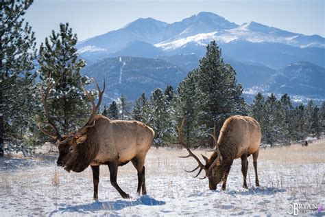 Colorado Rocky Mountain Wildlife Photography-Bryan Maltais