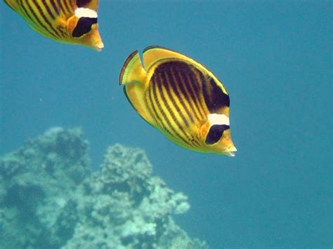 Yellow-black butterfly fish - photo