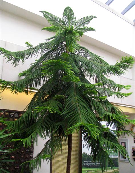 Norfolk Island Pine Houseplant