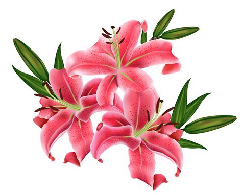 Pink lily cliparts png – Clipartix