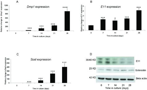 Up-regulation of osteocyte markers during in vitro calcification of... | Download Scientific Diagram