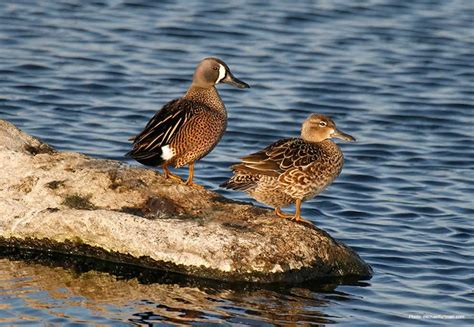 Blue-winged Teal | Ducks Unlimited