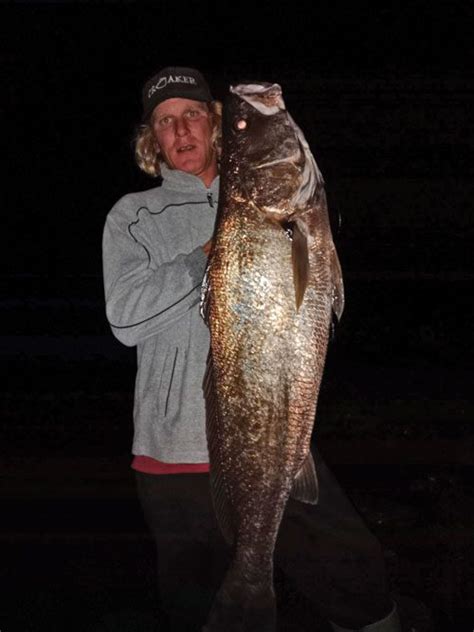 Jewfish in full swing - #bnbfishingmag