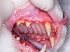 Chronic Feline Gingivostomatitis: Proven Therapeutic Approaches and New ...