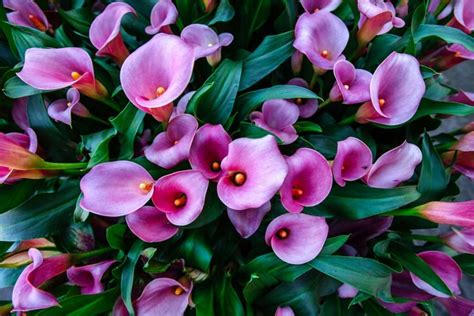 Calla Lily 911: How to Save Dying Calla Lilies | Indoor Gardening