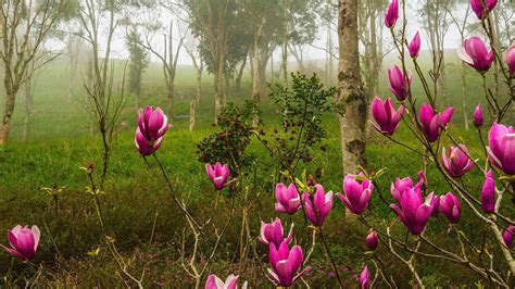 Pink Forest Flower Wallpapers - Top Free Pink Forest Flower Backgrounds - WallpaperAccess