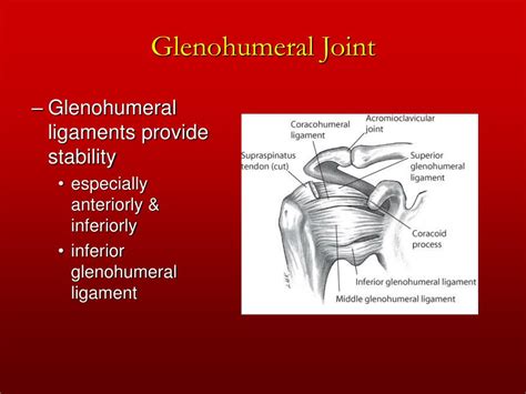 PPT - Chapter 5 The Shoulder Joint PowerPoint Presentation, free download - ID:172726