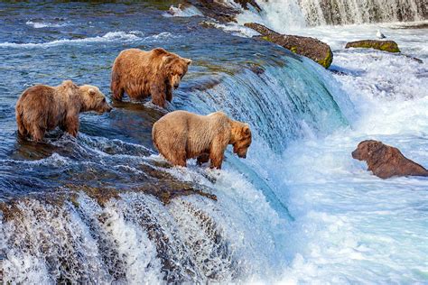 Watch giant brown bears catching salmon on the Katmai bear cam - Lonely ...