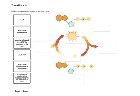 Adp Molecule Diagram Labeled / What is ATP - Biology Wise - It consists ...