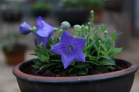 Jeju island,botanical garden,rare flower,garden,morning glory - free image from needpix.com