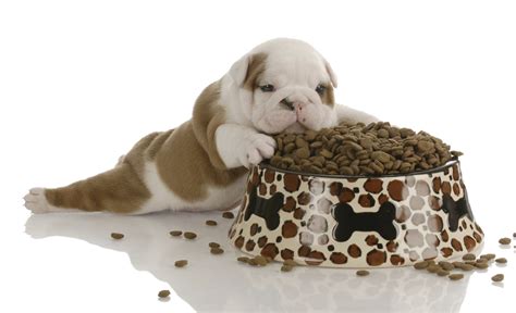 small bulldog puppy laying beside large bowl of dog food - Eat Tomorrow Blog